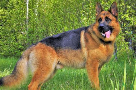 German shepherd how much does it cost - How Much Does FHO Surgery for Dogs Cost? FHO surgery for dogs can cost between $1,500 to $5,000, says Dr. Kimberly Nelsen, D.V.M., veterinarian and the Virginia/West Virginia area medical director ...